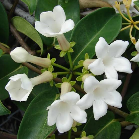 Madagascar Jasmine