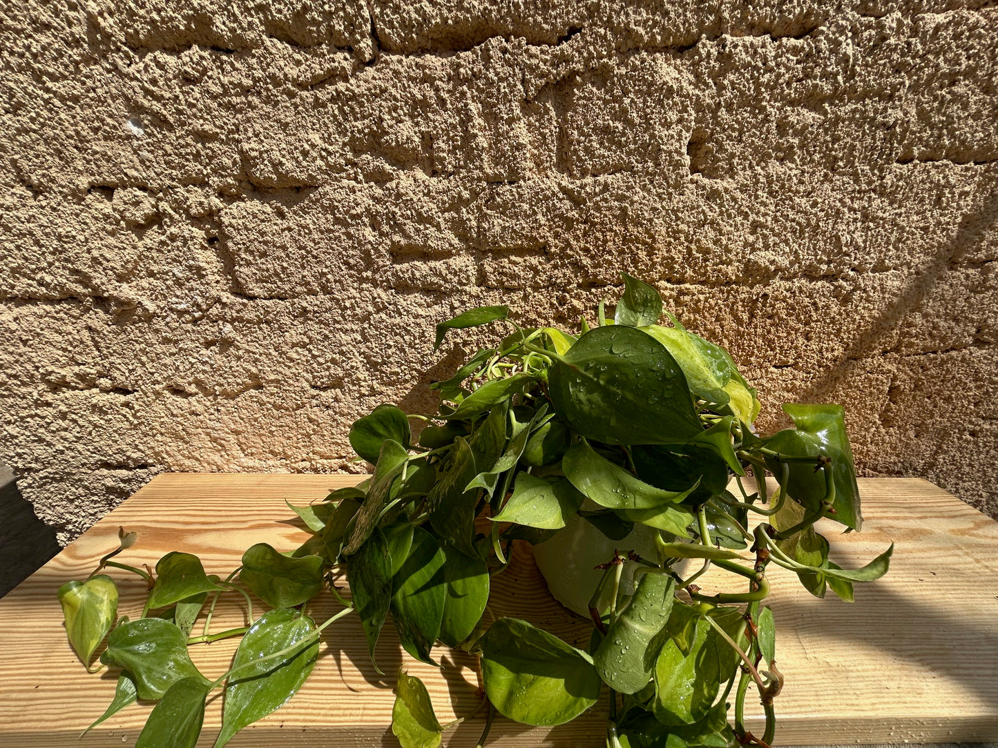 Philodendron heartleaf