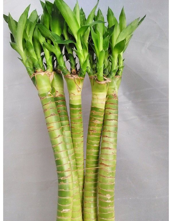 Lotus bamboo