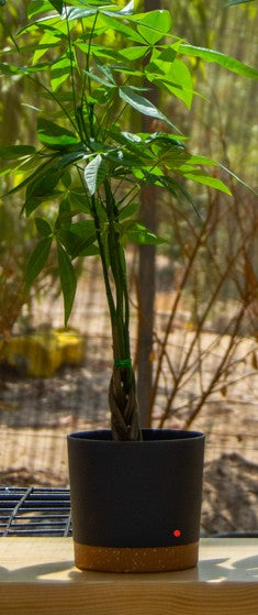Bonsai Pachira (Pachira aquatica) – Money Tree