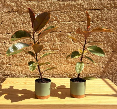 Ruby Rubber Plant