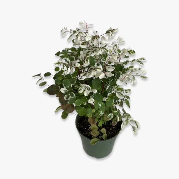 Phyllanthus or Snow Bush
