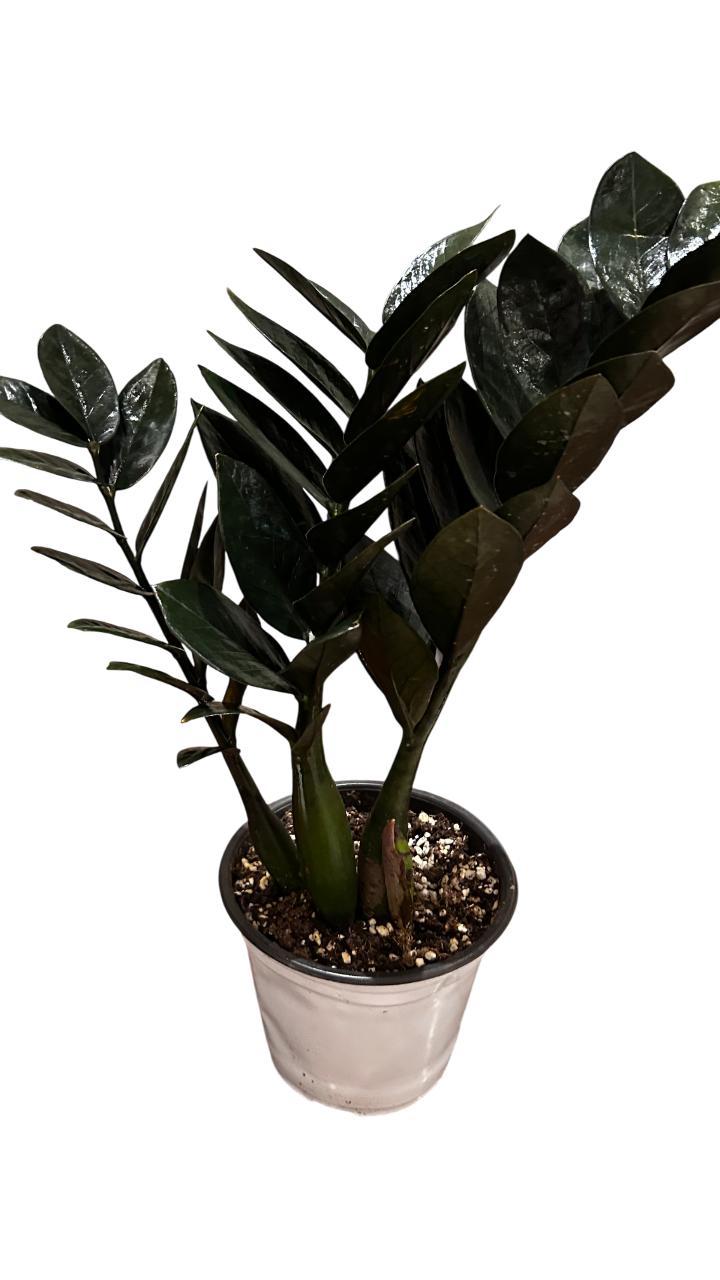 ZZ Black Zamia or Black raven