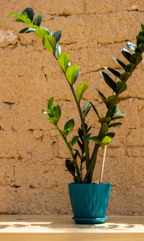 ZZ Black Zamia or Black raven