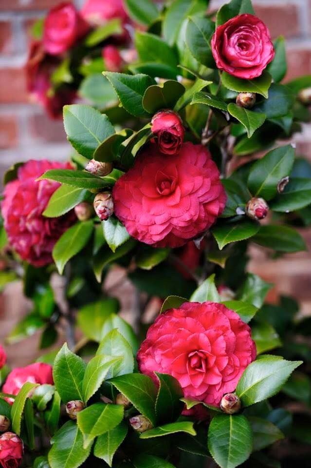 Outdoor Plants