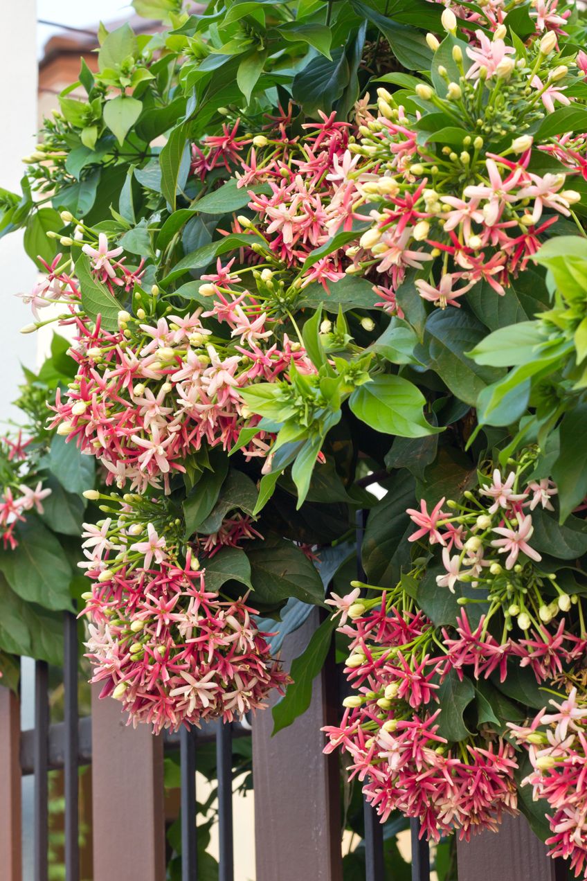 Climbing Plants