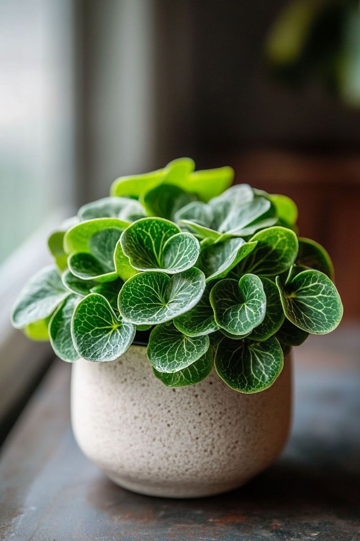 Indoor Plants