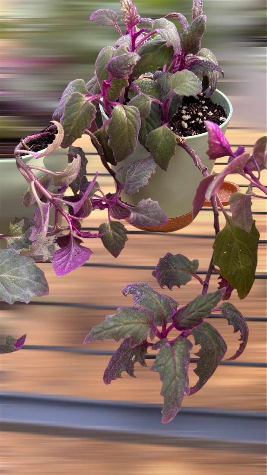 Hanging Pots