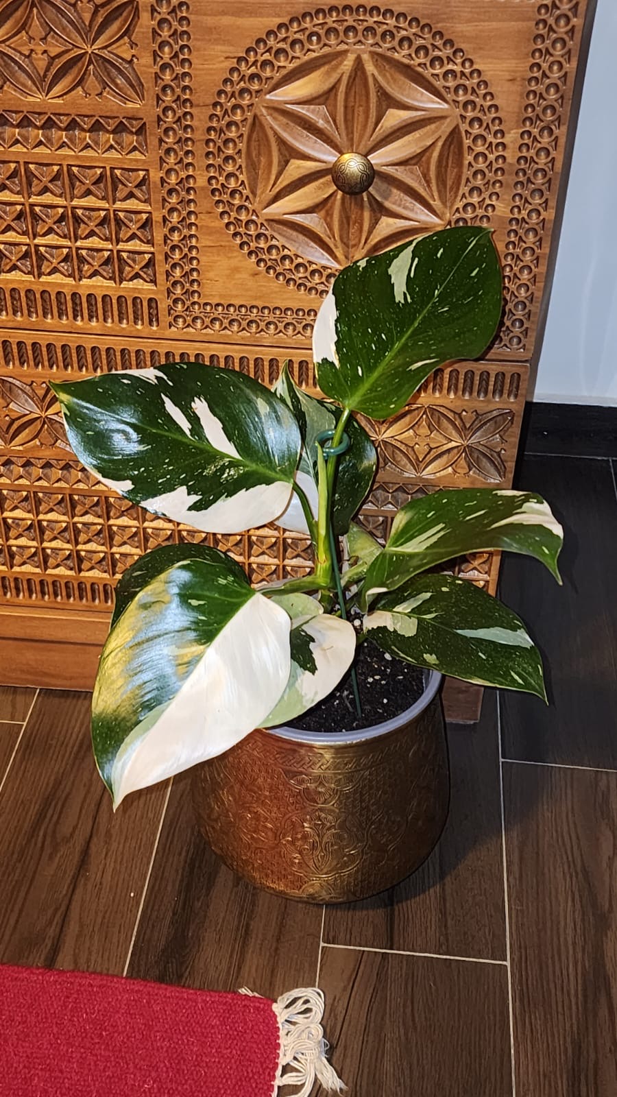 Philodendron White Princess