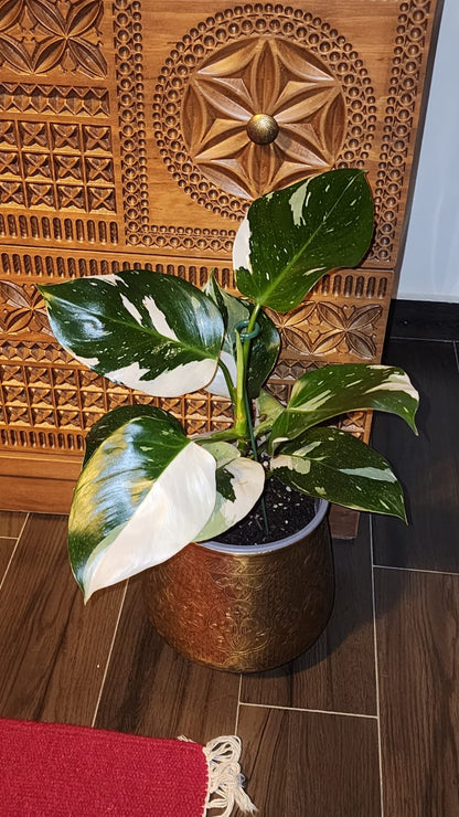 Philodendron White Princess
