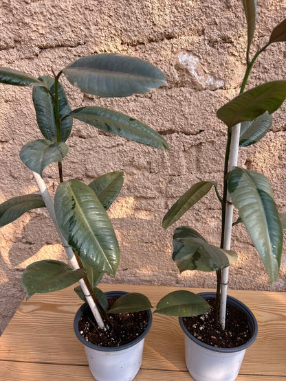 Ficus variegated rubber tree