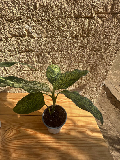 Dieffenbachia seguine