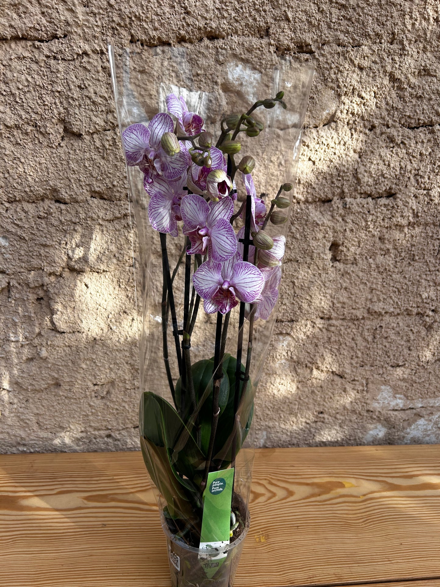 phalaenopsis orchid