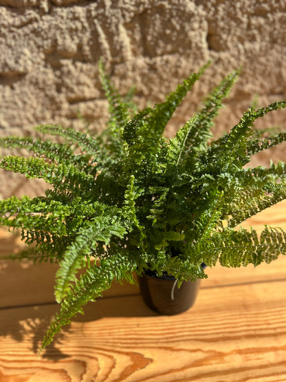 Ariana fern ( Fougere)