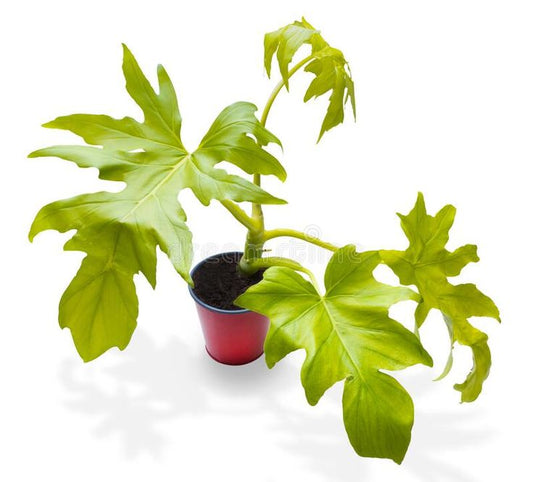 Philodendron Selloum 'Gold'