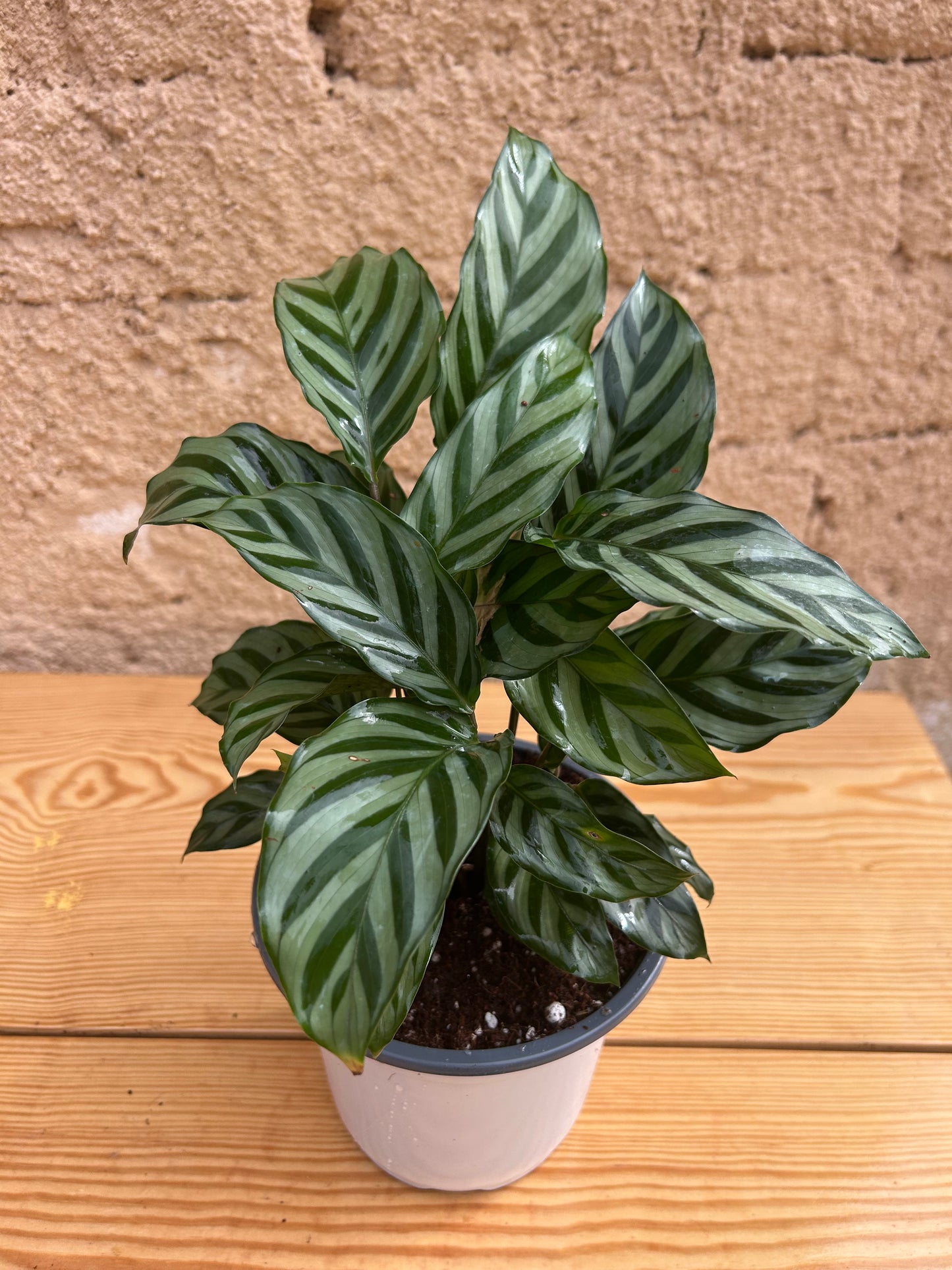 calathea freddie