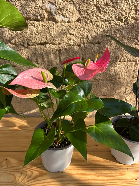 Pink Anthurium