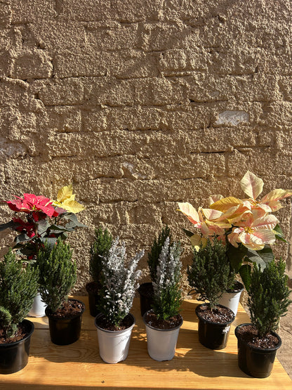 Mini Christmas  Tree Chamaecyparis Ellwoodii