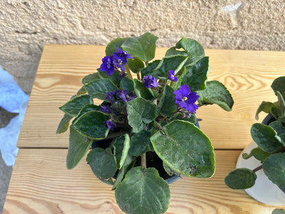 African Violet