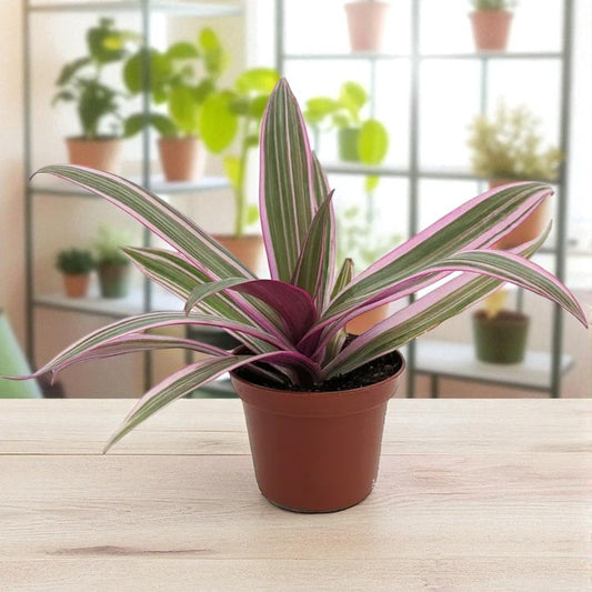 Tradescantia spathacea Tricolor