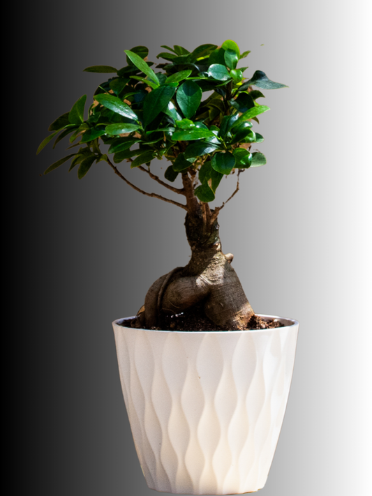 Bonsai Ficus