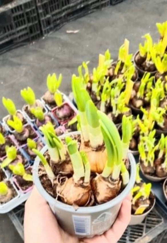 Narcissus bulbs