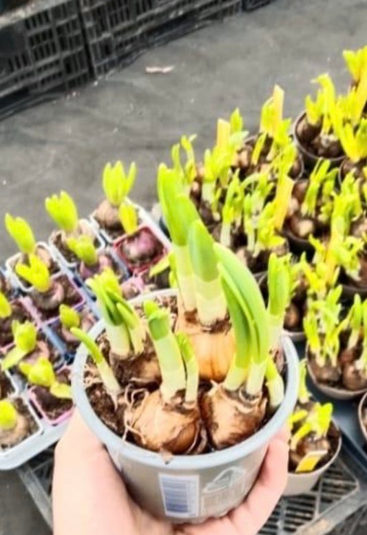 Narcissus bulbs