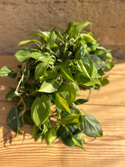 Scindapsus