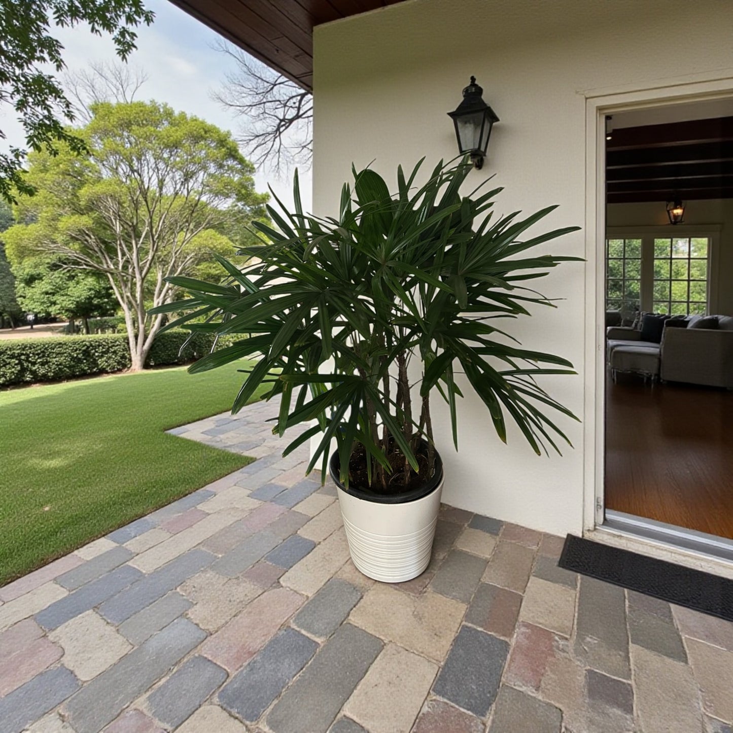 Rhapis Palm