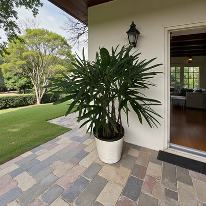 Rhapis Palm