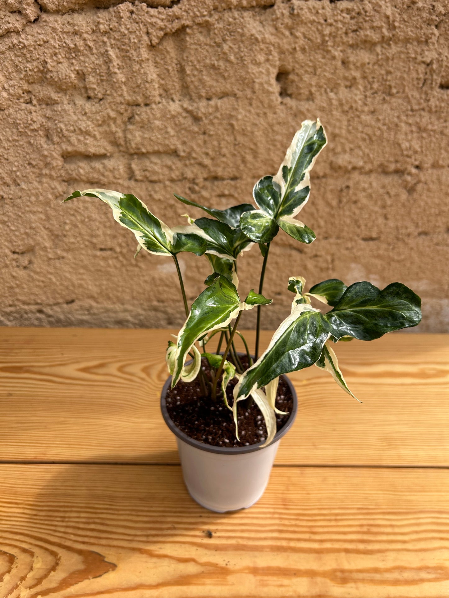 syngonium starlite