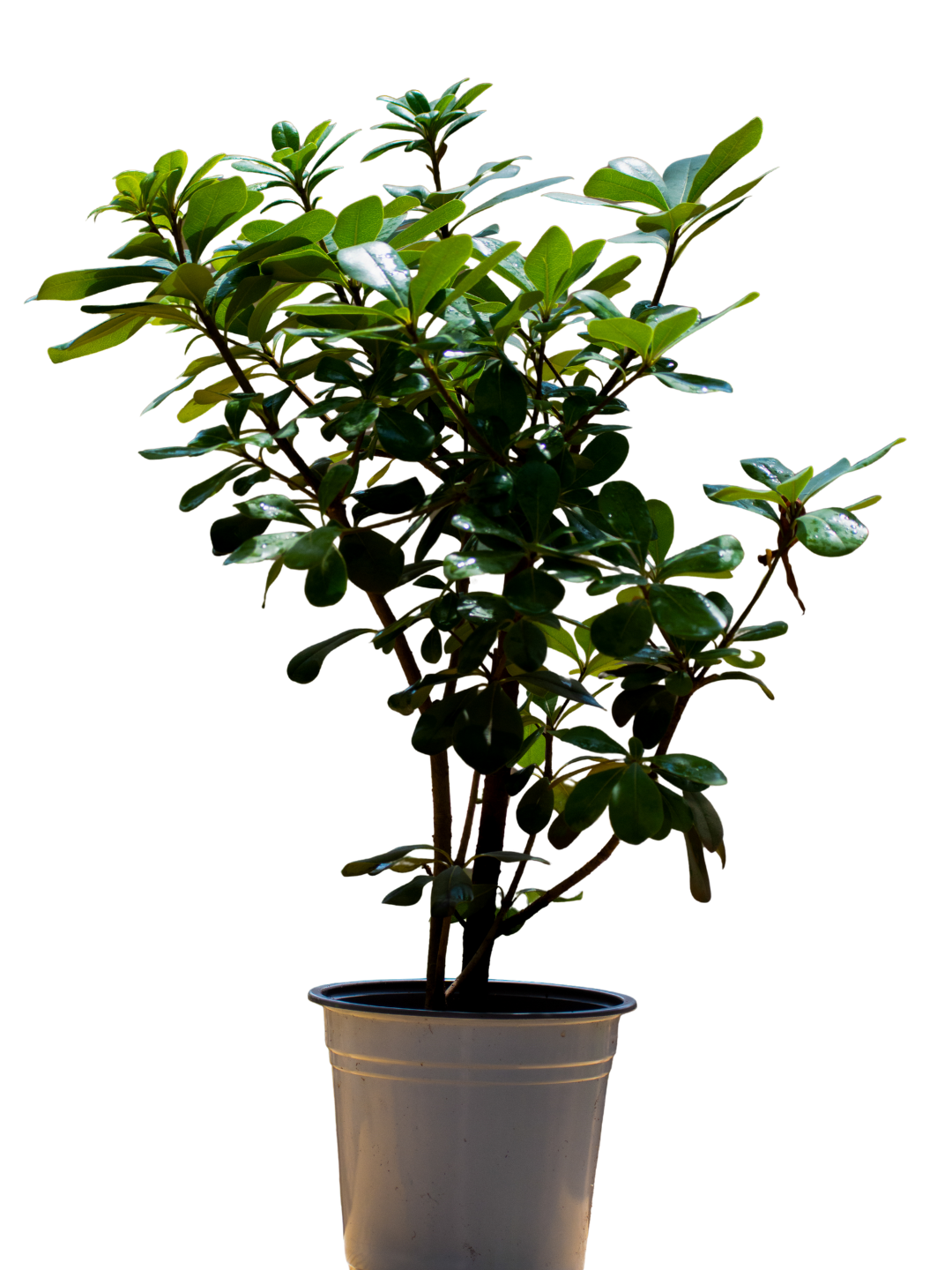Pittosporum