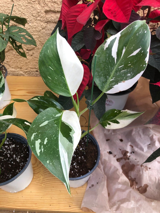 فيلوديندرون الأميرة البيضاء