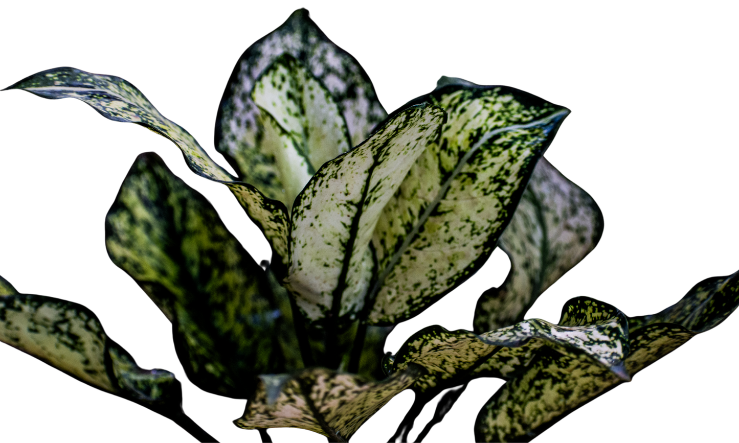 Aglonema Snow White