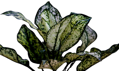 Aglonema Snow White