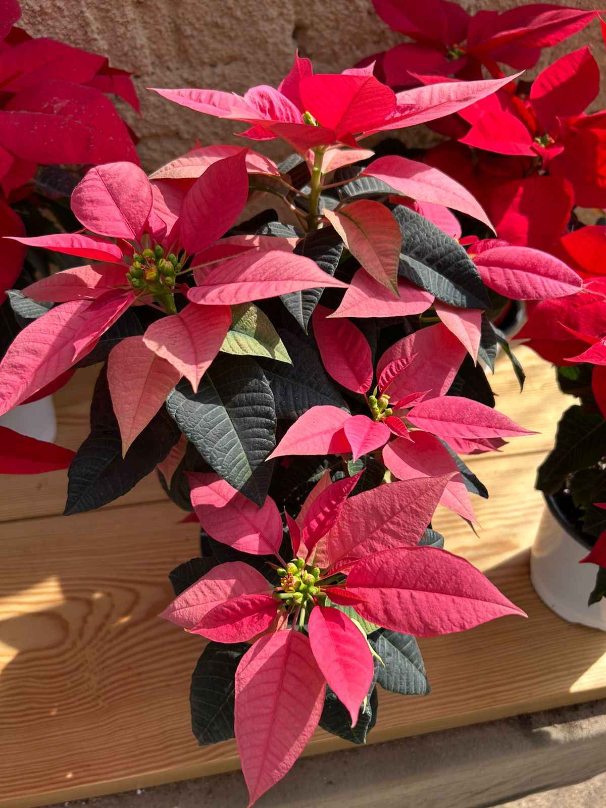 Poinsettia
