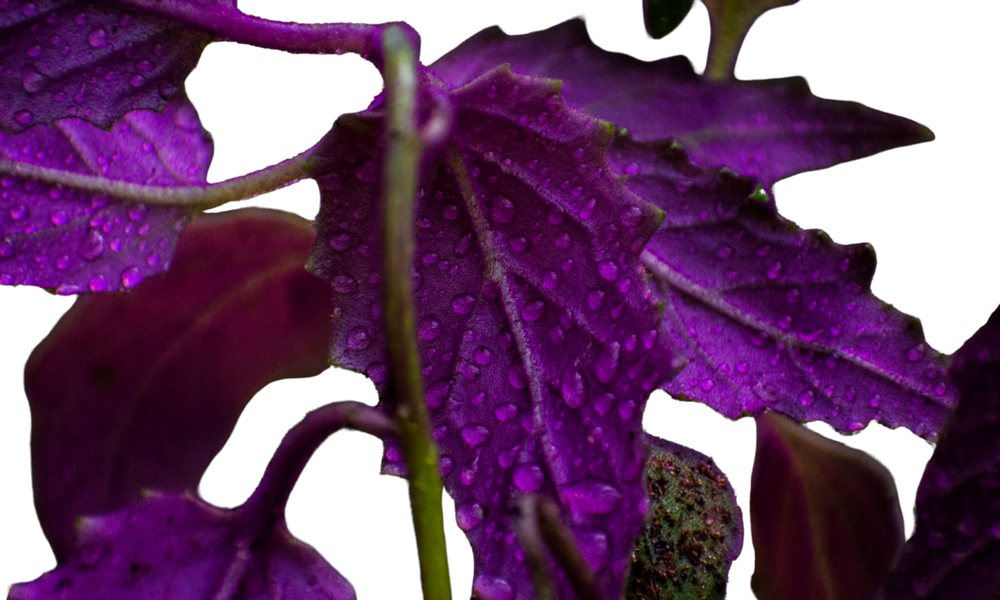 Gynura or Purple Passion or Velvet Plant
