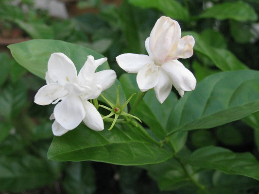 Moroccan Jasmine