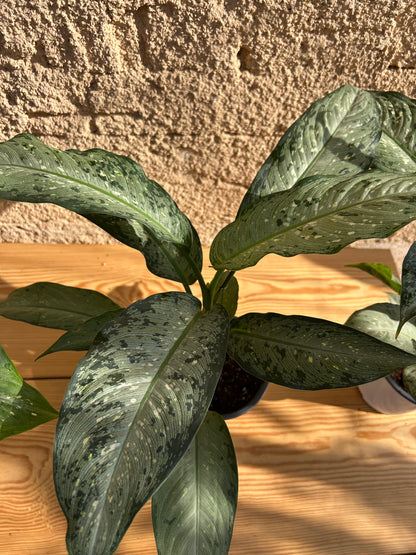 Dieffenbachia Memoria