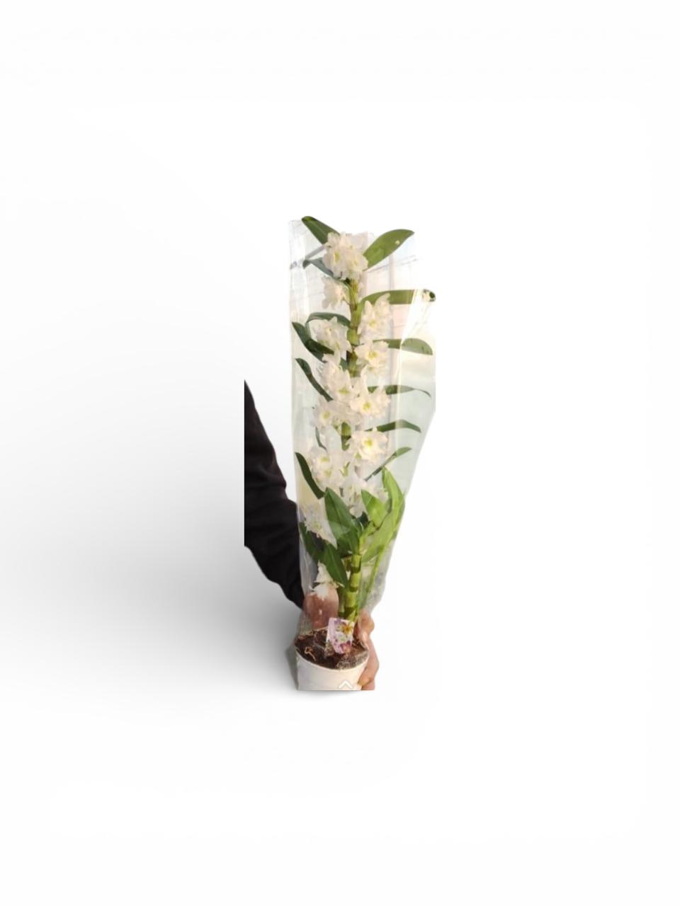 Dendrobium Orchid