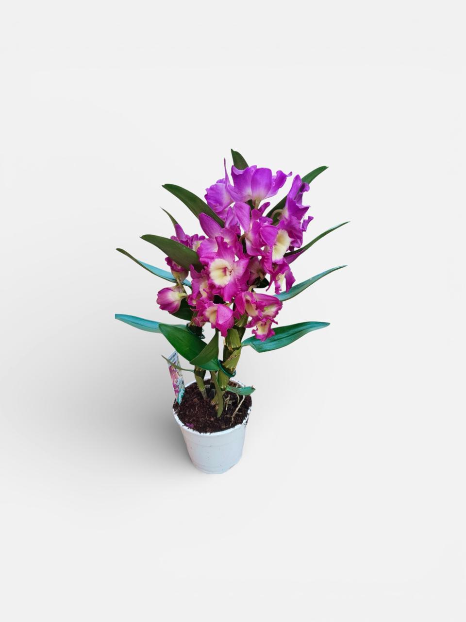 Dendrobium Orchid