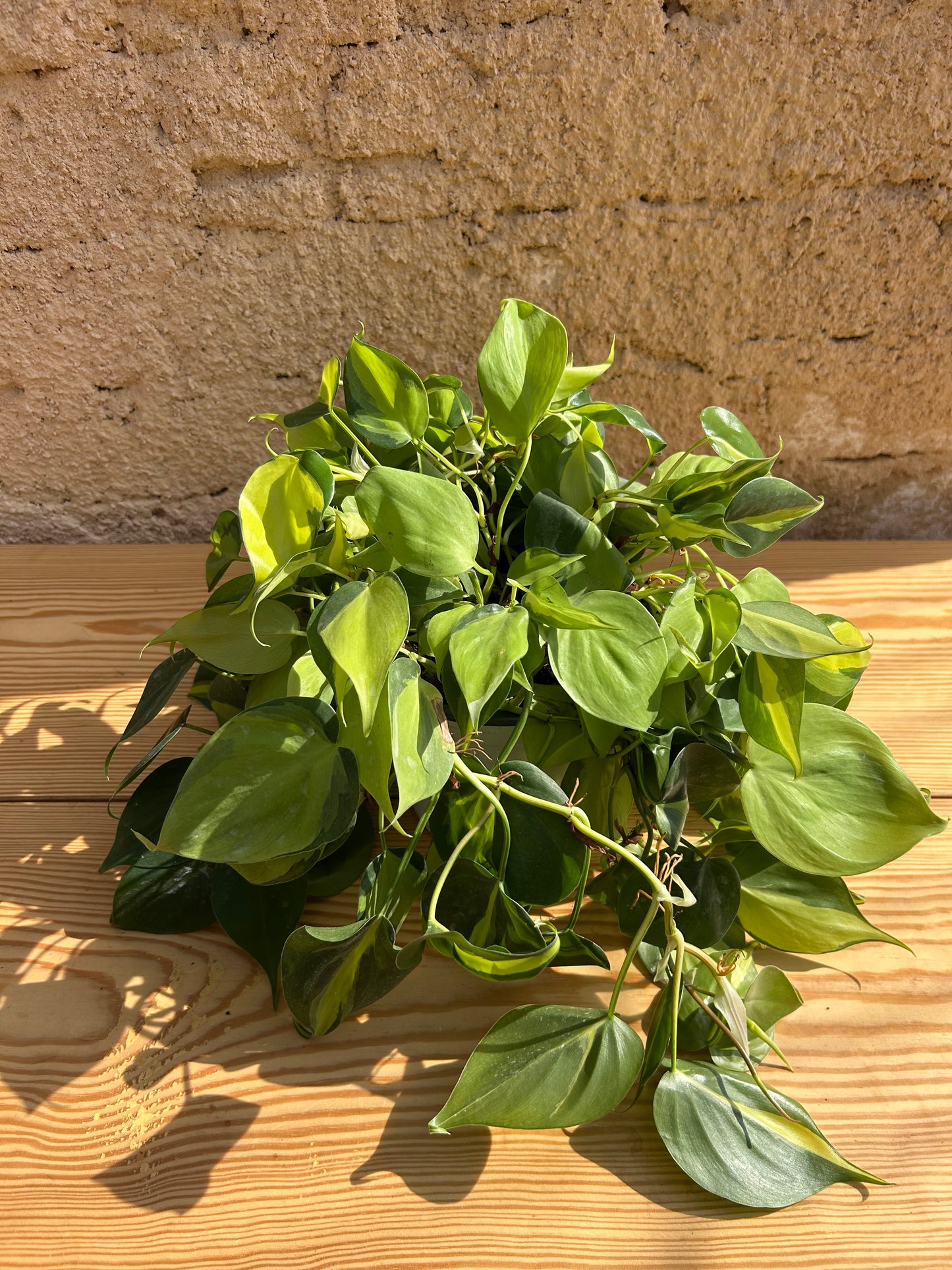 Scindapsus
