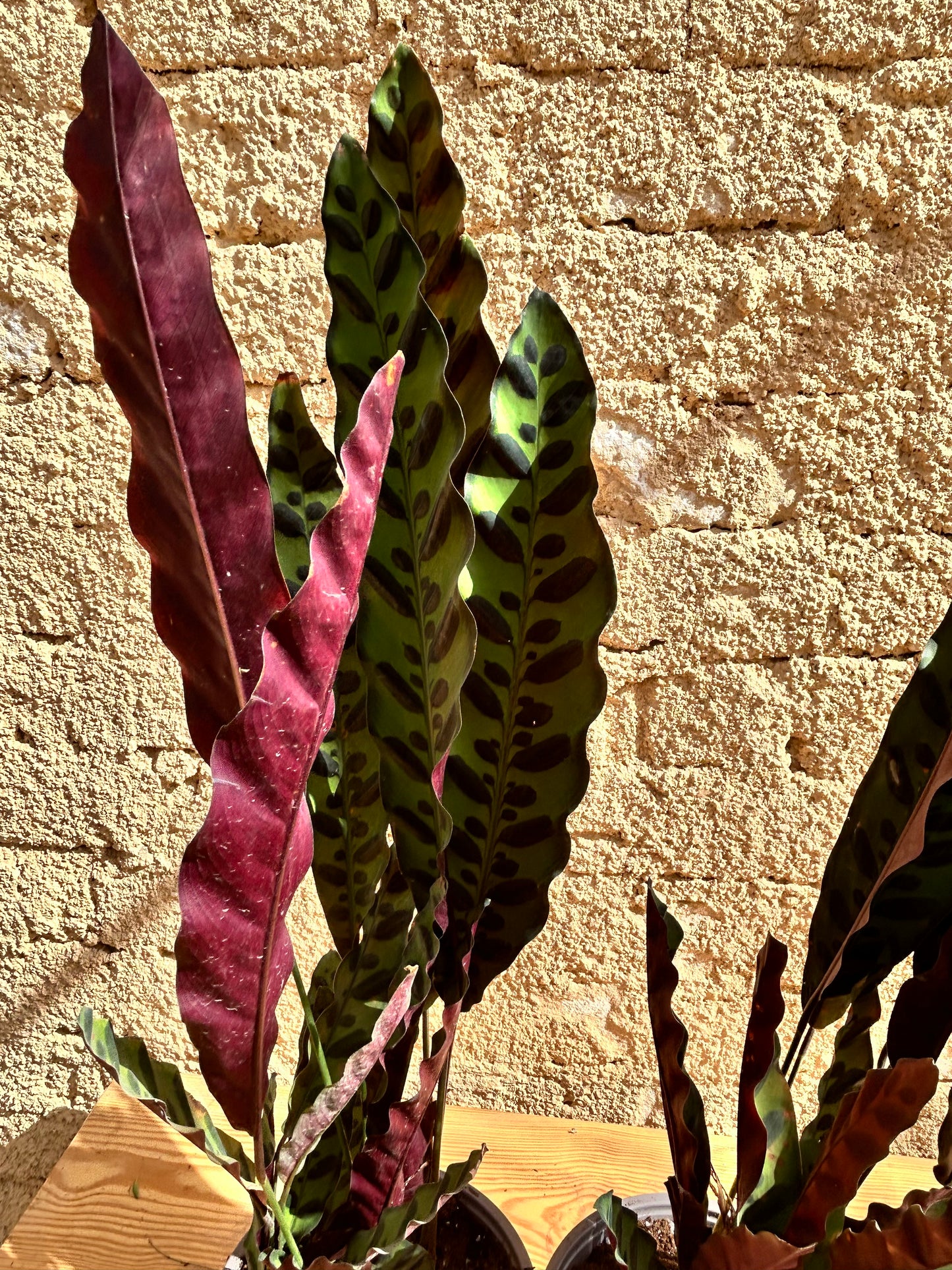 rattlesnake plant (Calathea lancifolia )