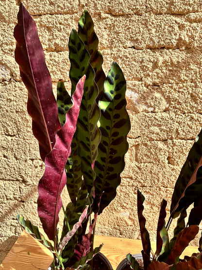 rattlesnake plant (Calathea lancifolia )