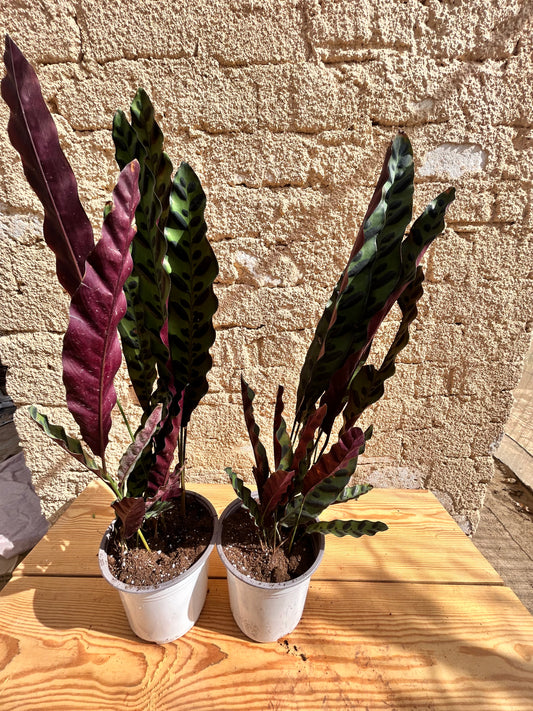 rattlesnake plant (Calathea lancifolia )