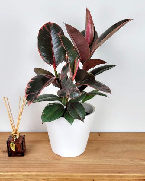Ruby Rubber Plant