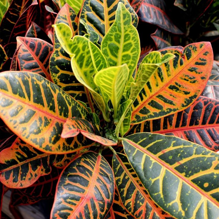 Croton Petra Plant