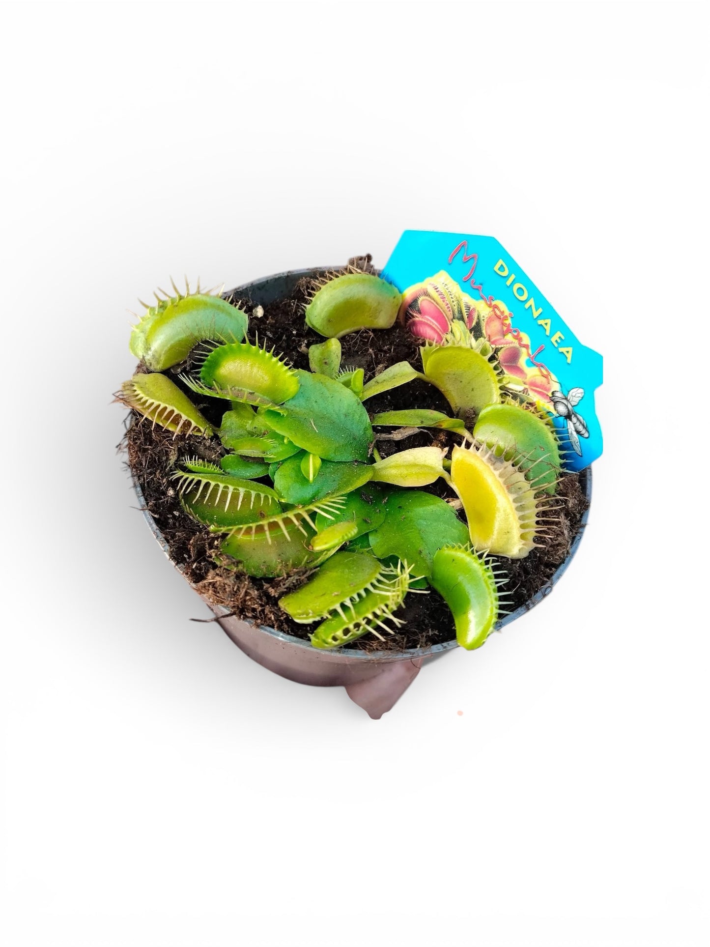 Venus Flytrap