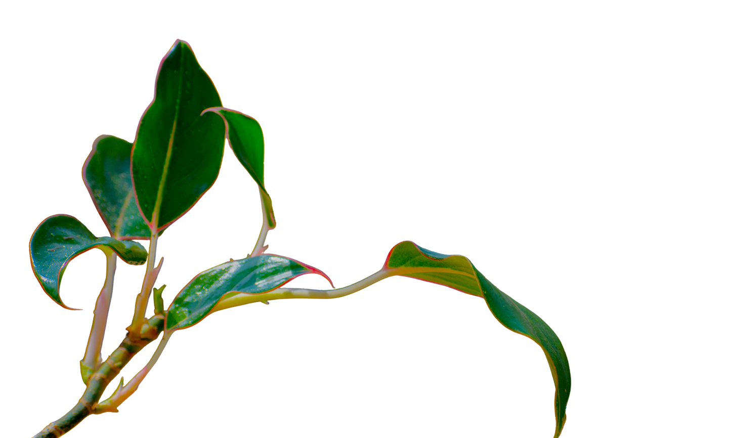 Aglonema red Lipstick