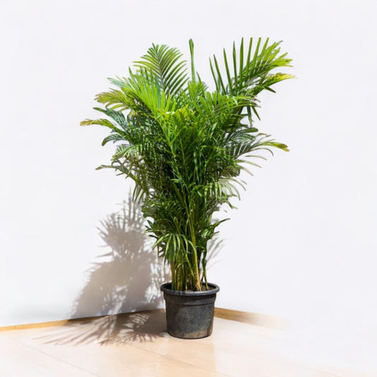 Areca